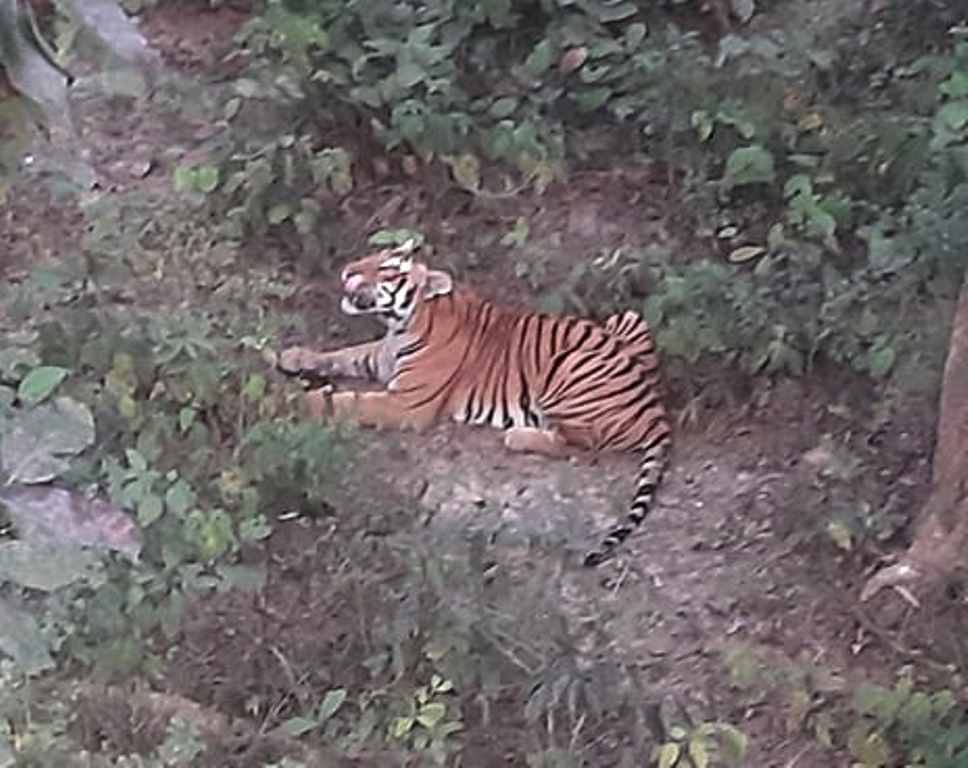सामुदायिक वनमा आएको नरभक्षी बाघलाई ‘डार्ट’ गरेर नियन्त्रणमा लिइने